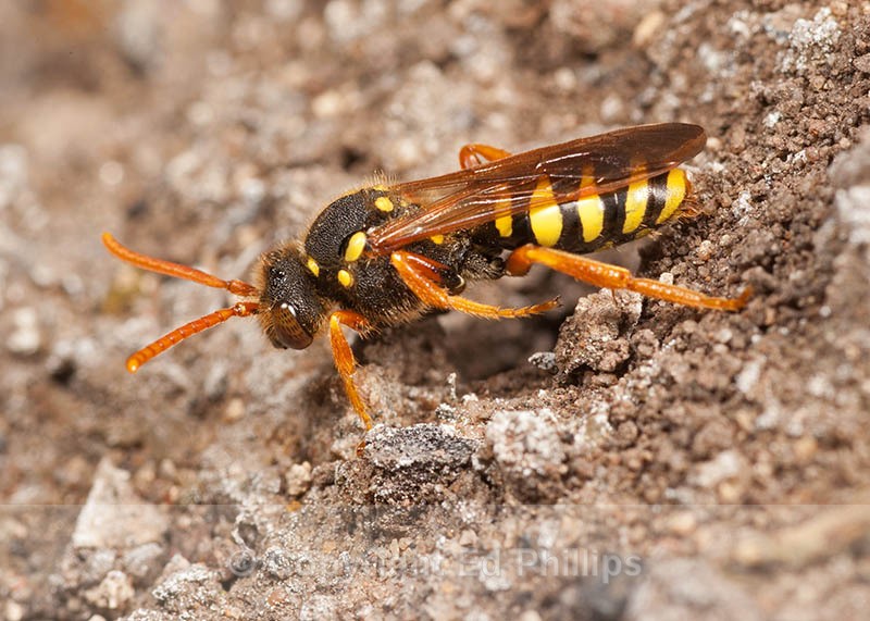 N. goodeniana (f) - Nomada goodeniana