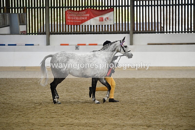 WJ5_5745 - Morning in hand Championship
