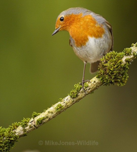 ROBIN REF ROBIN 4 - THE ROBIN