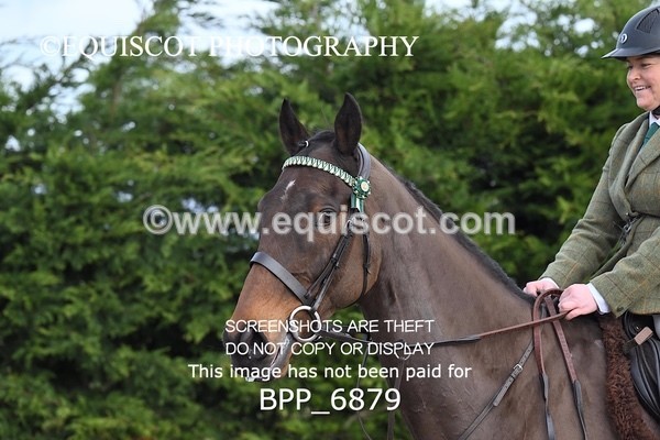 BPP_6879 - RING 1  (RIDDEN HORSES / IN HAND / VETERAN ETC)