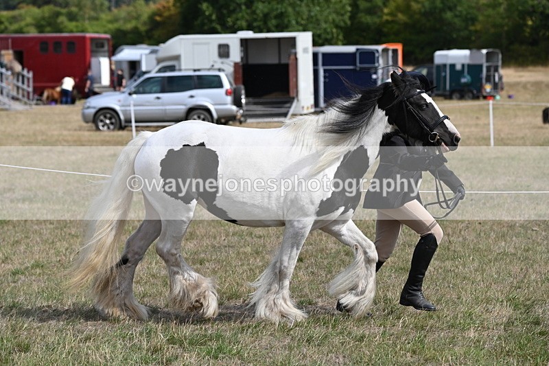 WJ6_6468 - Class 20 In-hand Cob
