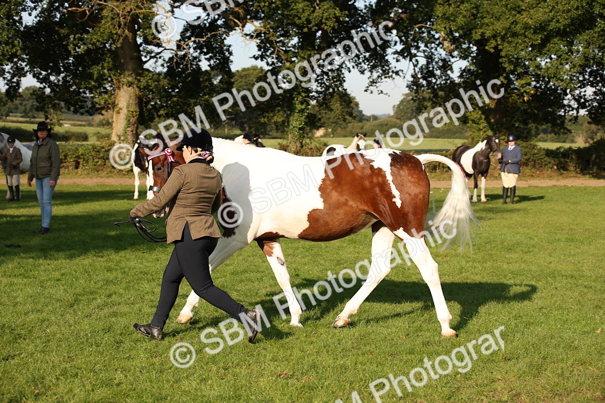 SBM_58755 - S51 - Piebald & Skewbald Horse In Hand