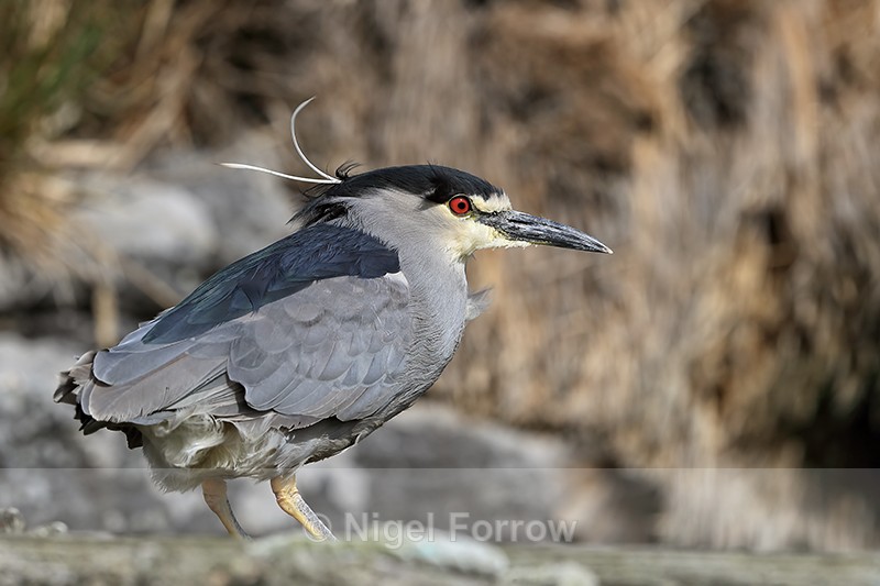 Black-crowned Night-Heron, Carcass Island, Falklands - Black-crowned Night-Heron