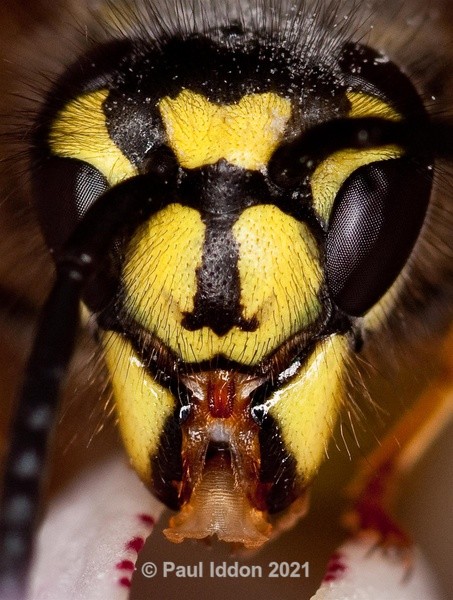 Wasp Portrait - Macro