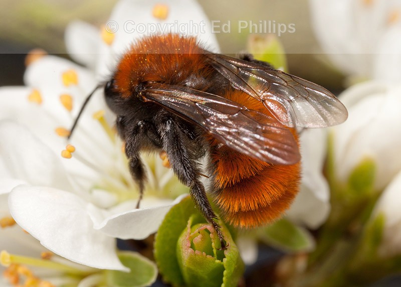 Andrena fulva (f)
