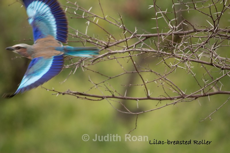  - South Africa Birds and Mammals