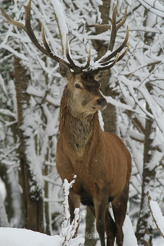 The Stag in the Snow - Pictures for sale