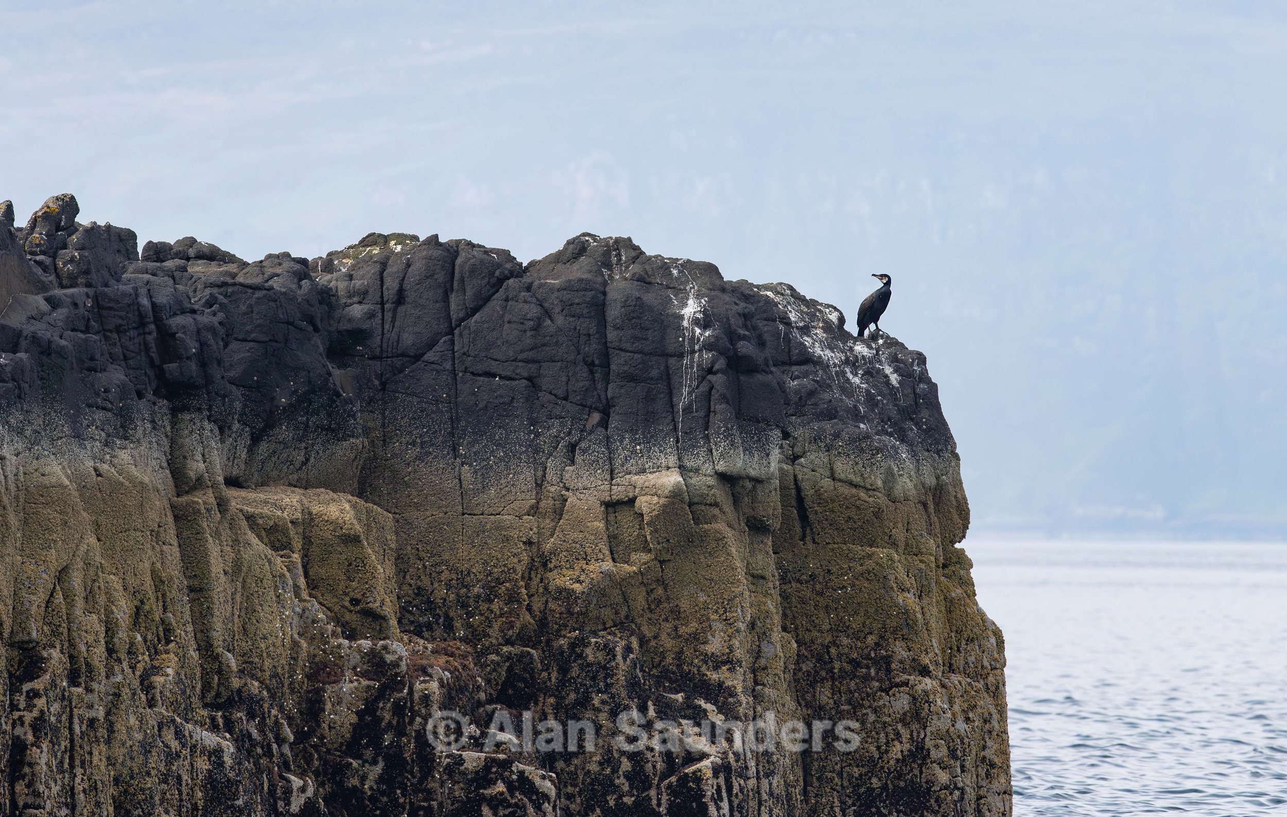 European Shag 12 (Gulosus aristotelis)