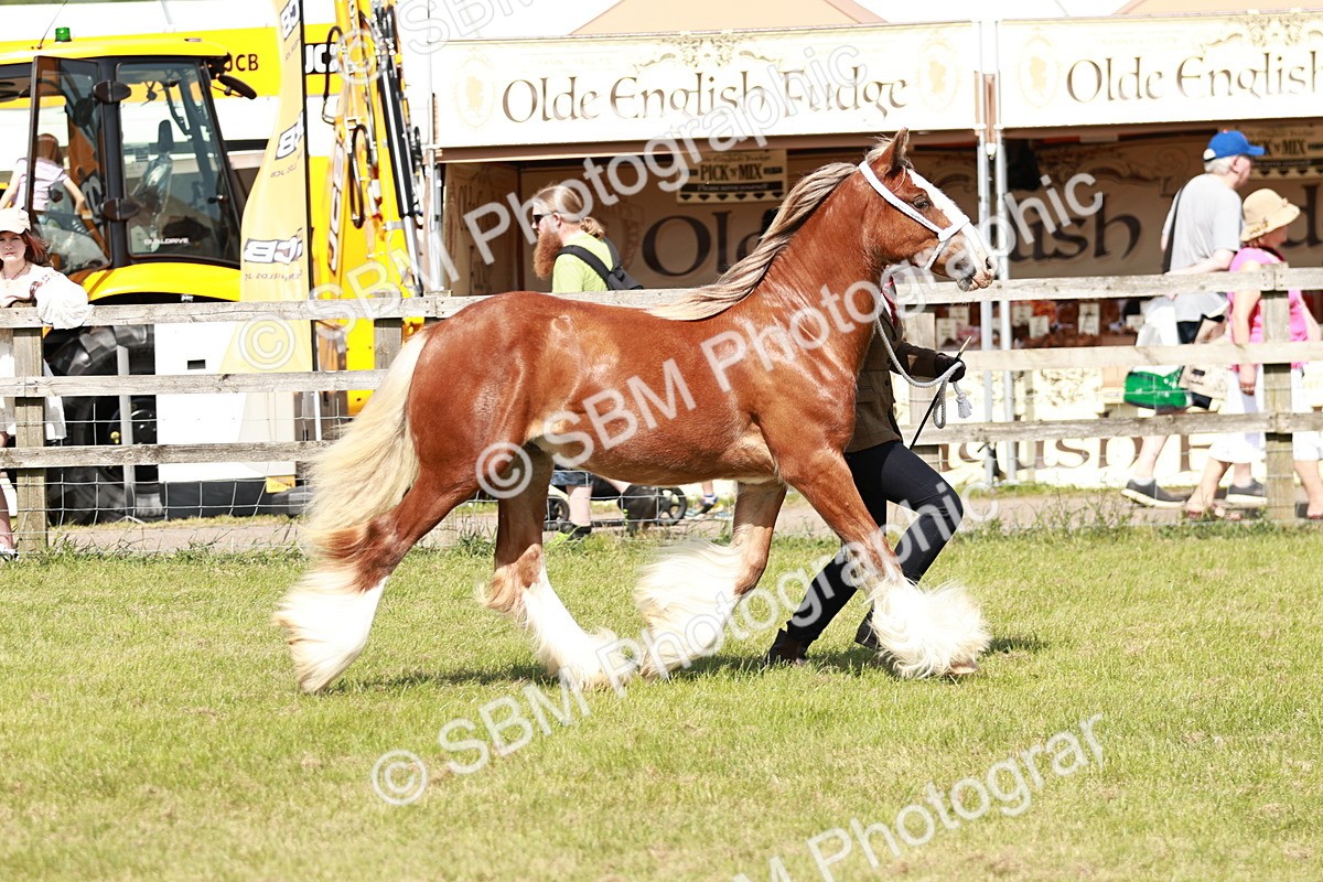 SBM_08558 - Class 63-65 - Traditional Gypsy Cobs In Hand & Ridden