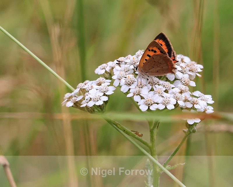 Small Copper resting on Yarrow, Arne RSPB Reserve - INSECTS