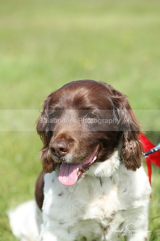SPXX0615 - Dog show