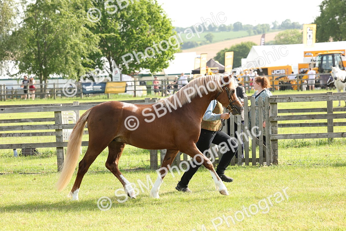 SBM_00675 - Class 6-13 - Mountatin and Moorland In Hand Welsh Breeds