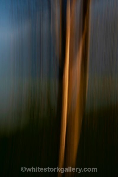 - Light In The Forest