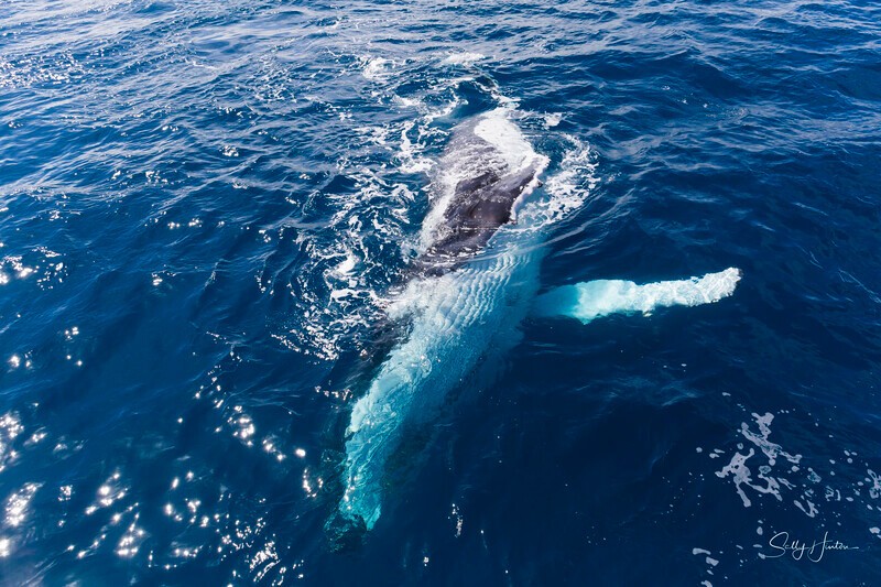 _16A1891 - 2024 Hervey Bay Whales