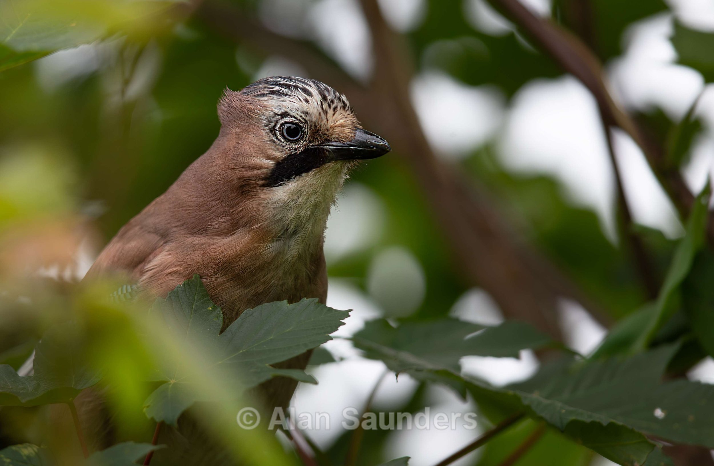Jay (juvenile)
