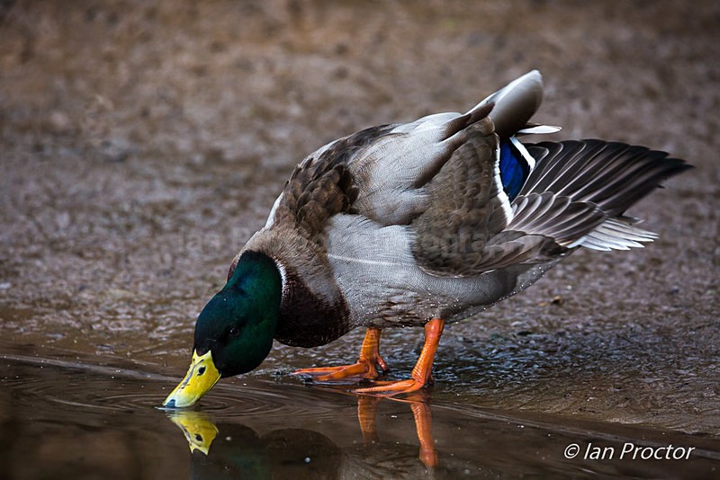 Mallard Duck at waters edge - Nature