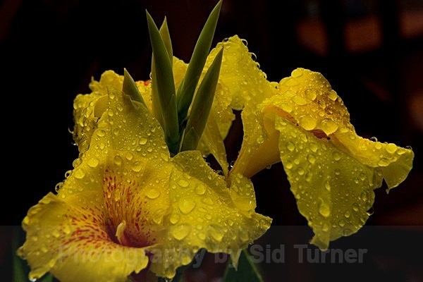  - Flowers and Plants