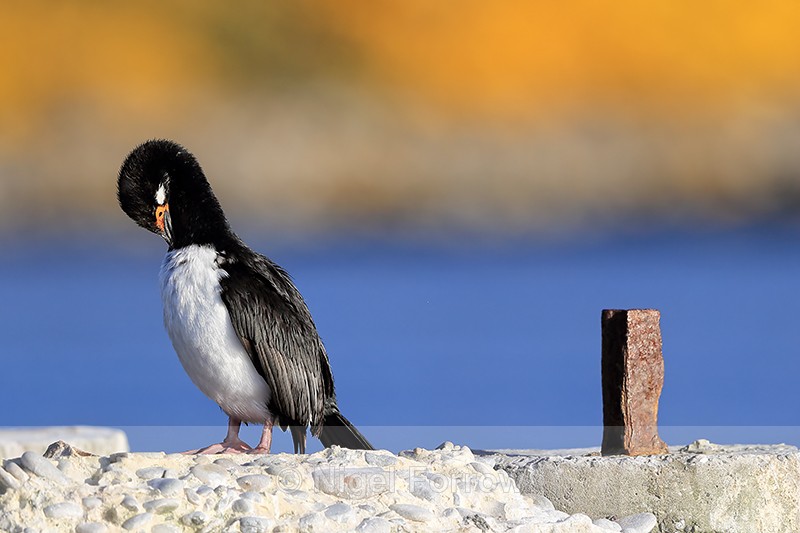 Rock Shag preening, front view, Carcass Island, Falklands - Rock Shag