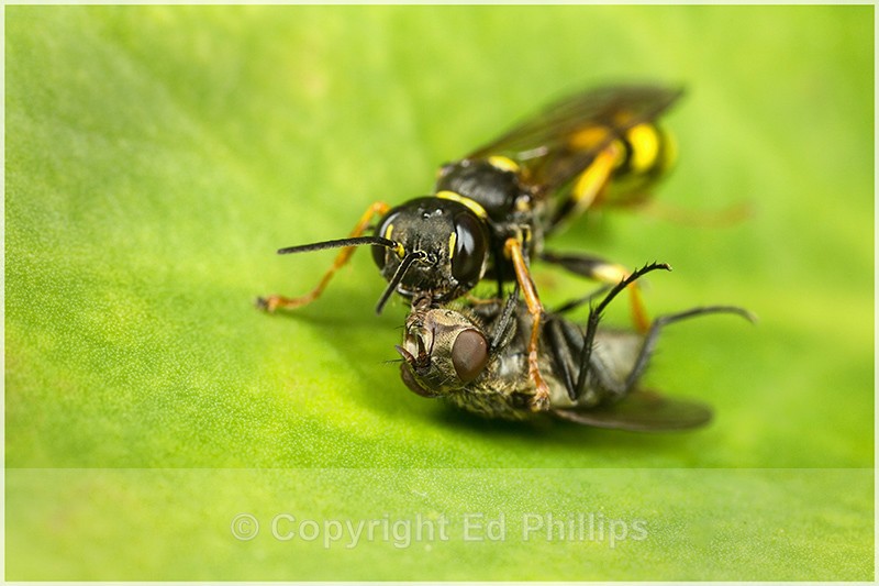 Mellinus arvensis (f) - Mellinus arvensis