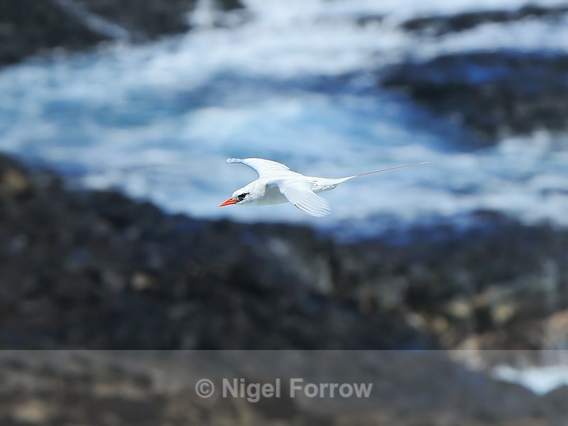 Red-tailed Tropicbird in flight, Kilauea Point, Kauai - Red-tailed Tropicbird