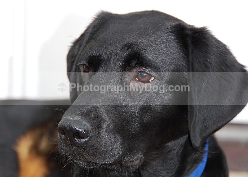  - Yellow and Black Labradors