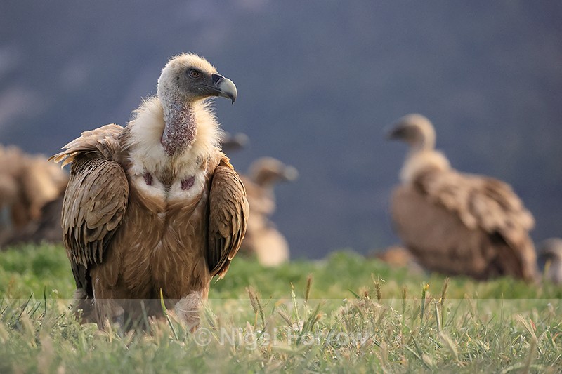 Griffon Vulture on the ground, Pre-Pyrenees, Spain - Griffon Vulture