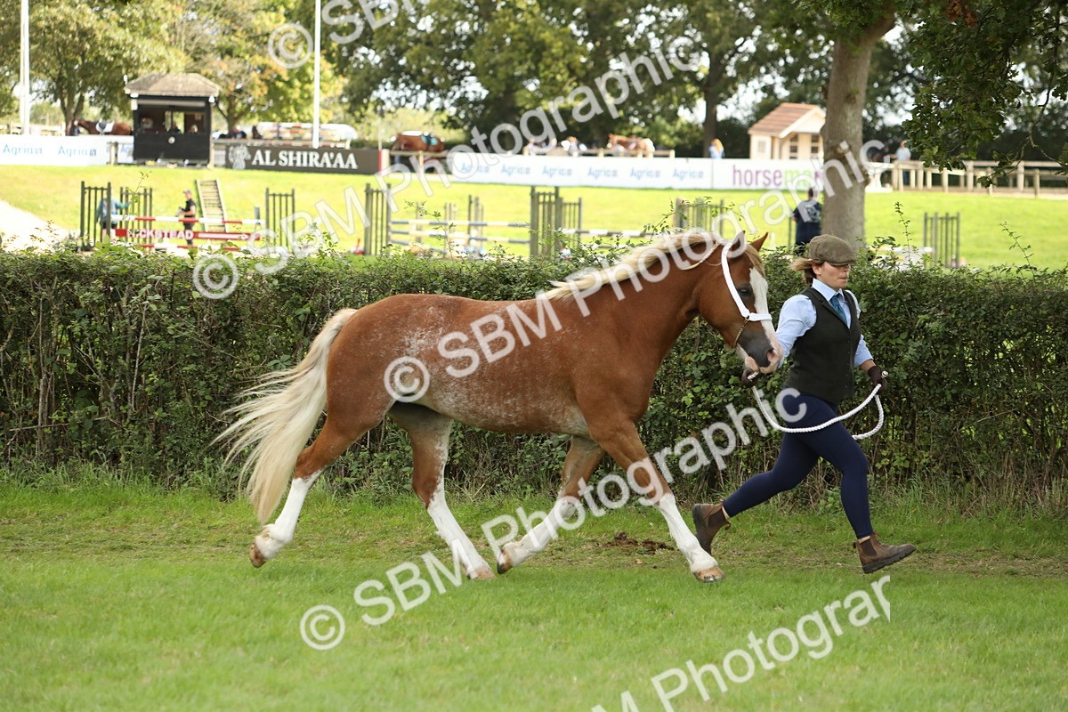 SBM_65392 - S47 - Mountain & Moorland In Hand Large Breeds