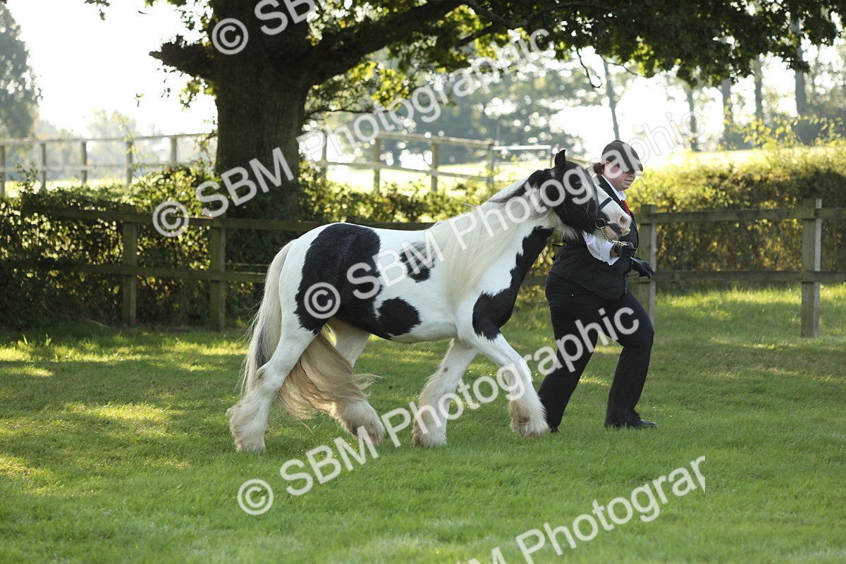 SBM_60869 - S43 - Coloured Pony In Hand