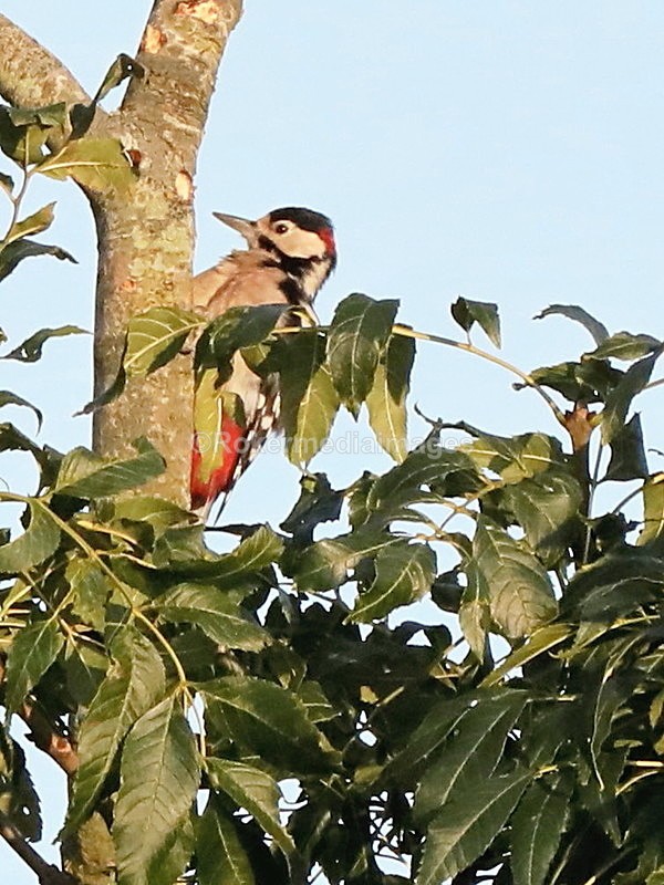  - Wildlife