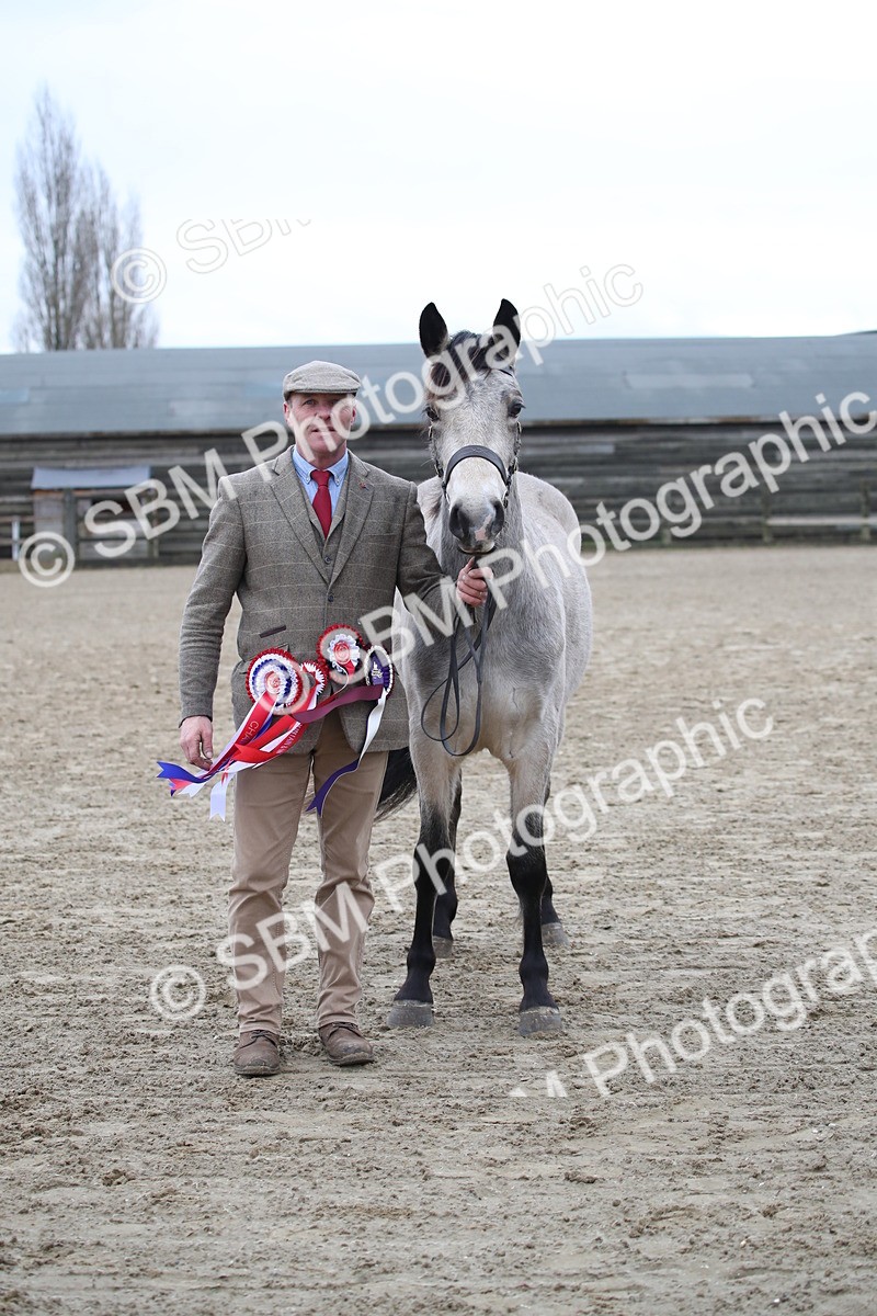 SBM_004114 - Class 1-4 - Young Stock classes Inc. In Hand Championship