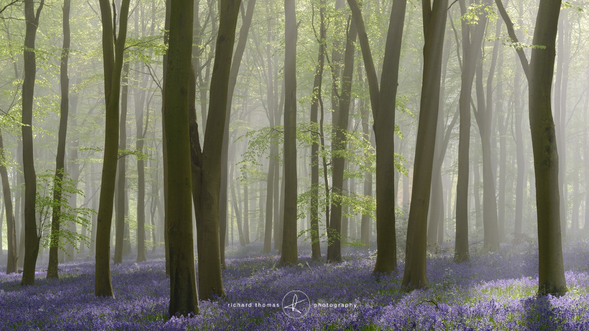 Bluebell mist breakthrough IV - BlueWood