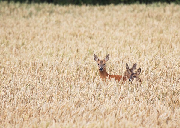 Roe Deer _ AGTO194 - Wildlife, Mammal Photography, Great Britain