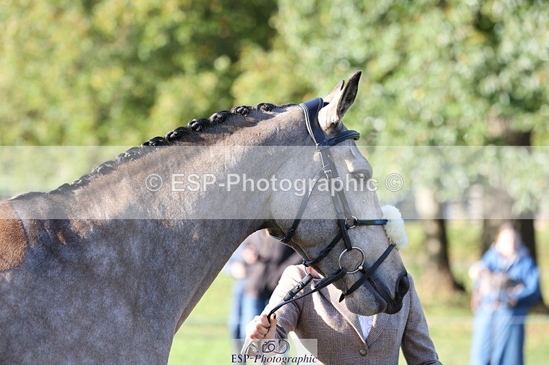 241027-092103-15224 - 363-Emily.Dobson-SILVERLININGS.APHRODITE