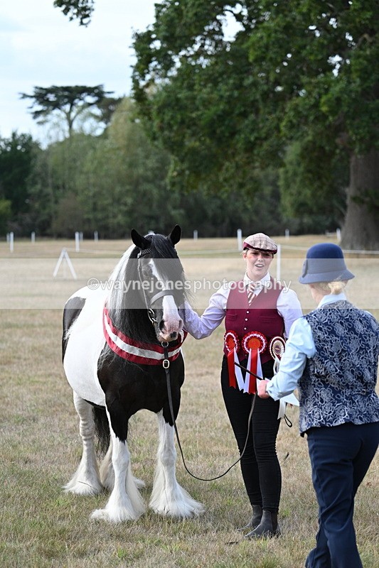 WJ7_8386 - In-hand Championship