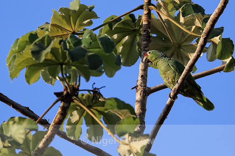 Red-lored Amazon in tree, Osa Peninsula, Costa Rica - Red-lored Amazon