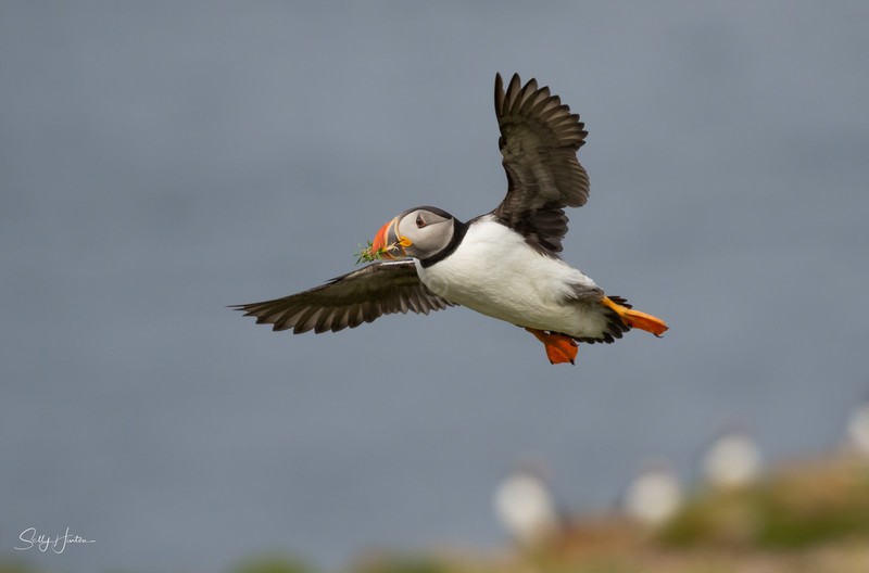 Puffen Flying 9 - Puffins
