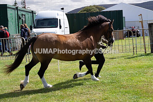 DSC_0335 - Ring 1
