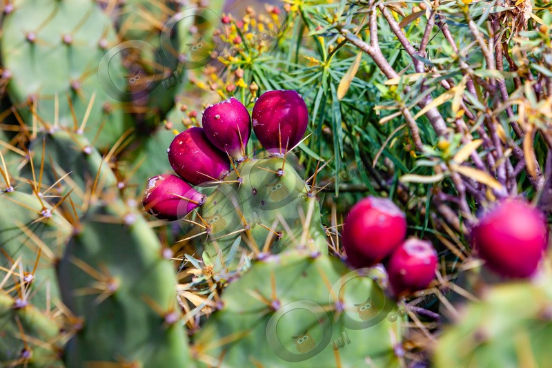 prickly pear Opuntia littoralis-7217 - Plants and trees