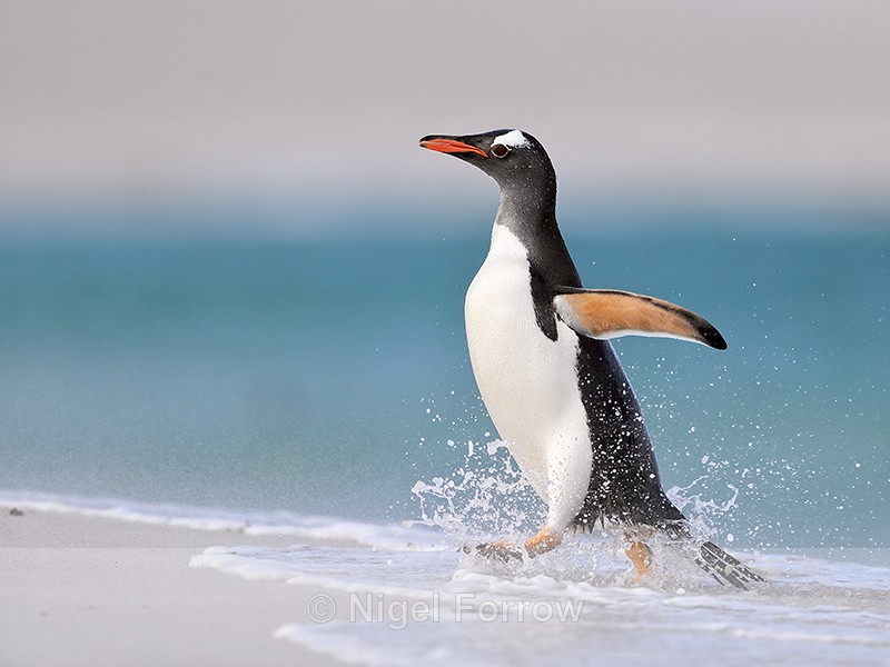 Gentoo Penguin running, Carcass Island, Falklands - Gentoo Penguin
