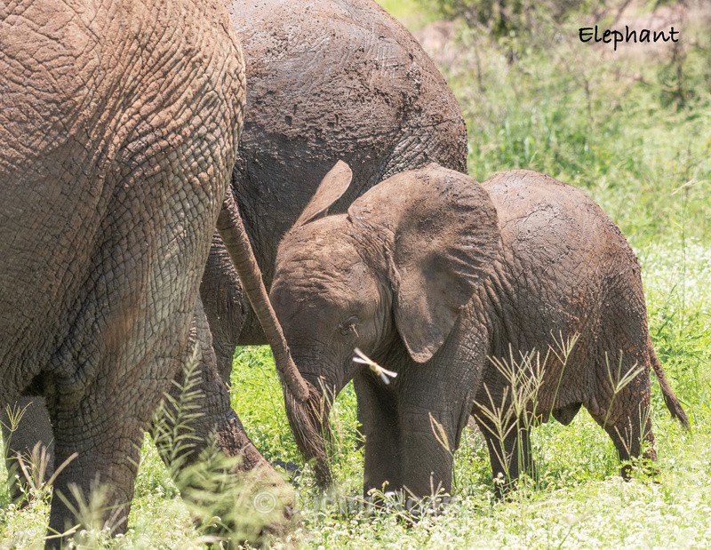  - South Africa Birds and Mammals