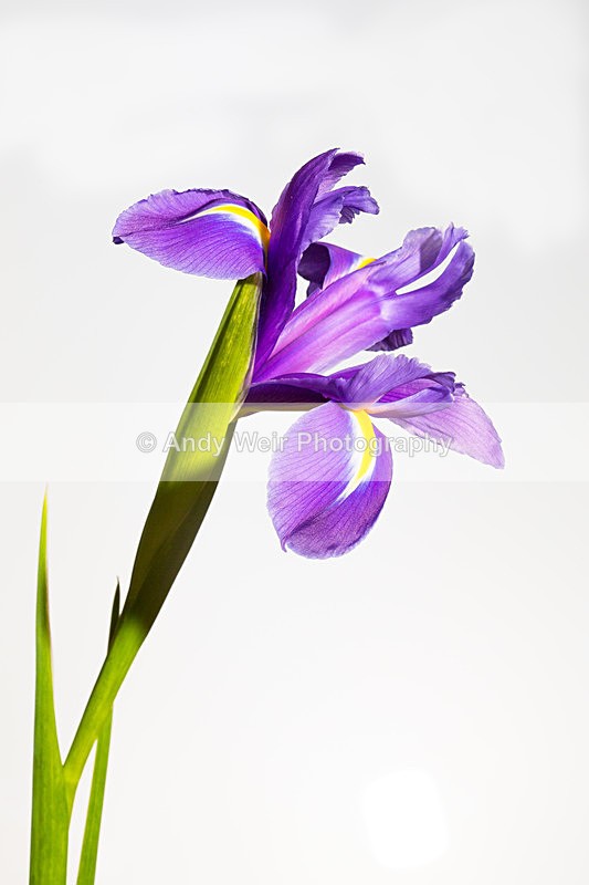 20140202-3K8A8647 - Plants & Flowers