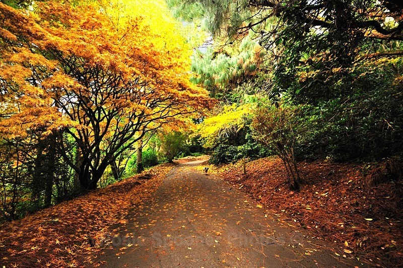 Autumn Colours Cockington - Cockington