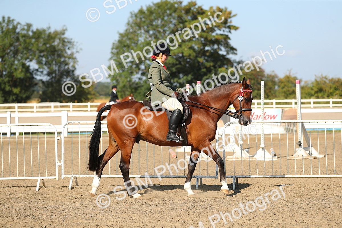SBM_02175 - Class 43 Ridden Competition Horse/Pony