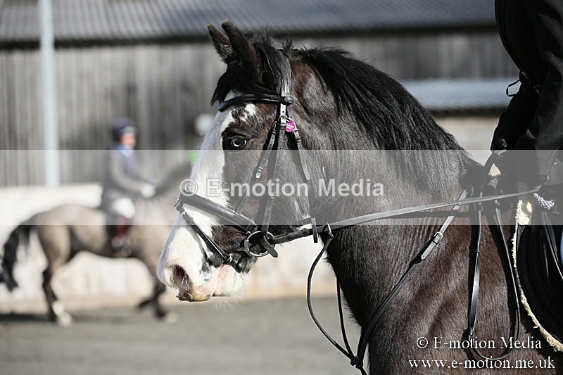 BVRC SJ 170319 12 - Bourne Valley Riding Club Showjumping 17/03/19