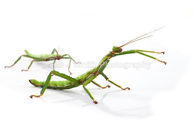 7SKJ4128 - Roaming Reptile Show III