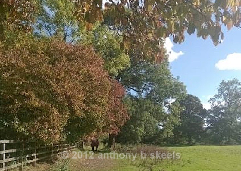 059 Through the Trees to  the River Nidd - York Minster Walkers Collection 2026