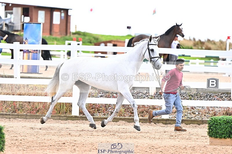 240718A-105327-02031 - Trot Up 2pm to 3pm - This folder is not in time order