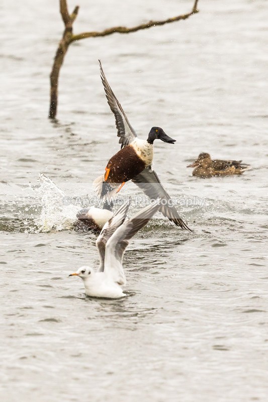 20170220-8E0A3583 - Shoveler