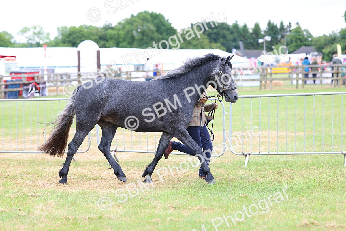SBM_04037 - Class 64-67 - Shetland Pony In Hand