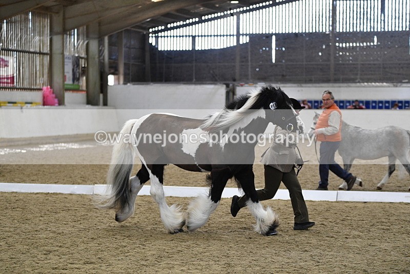 WJ5_5038 - Class 7 In hand coloured / odd coloured